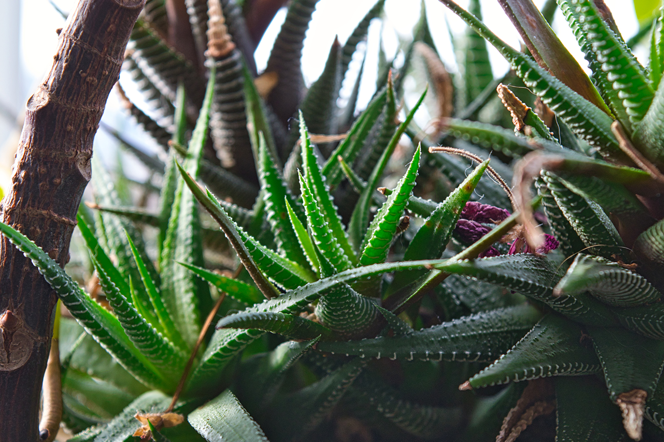 Aloe Vera Bakımı Sağlıklı ve Güçlü Yapraklar İçin Doğru Yöntemler