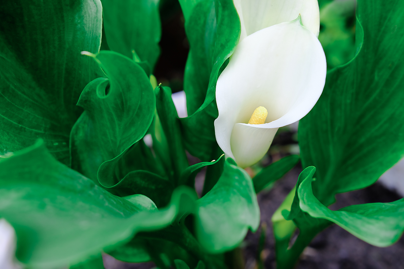 Gala Çiçeği (Zantedeschia aethiopica) Bakımı