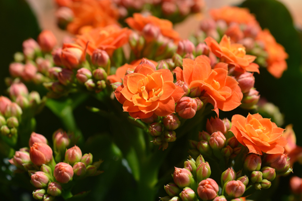 Kalanşo bakımı: Bol çiçekli Sağlıklı Kalanşolar!