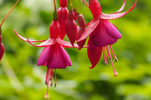 Küpe Çiçeği (Fuchsia) Bakımı: Bol Çiçekli ve Sağlıklı Gelişmenin Sırları