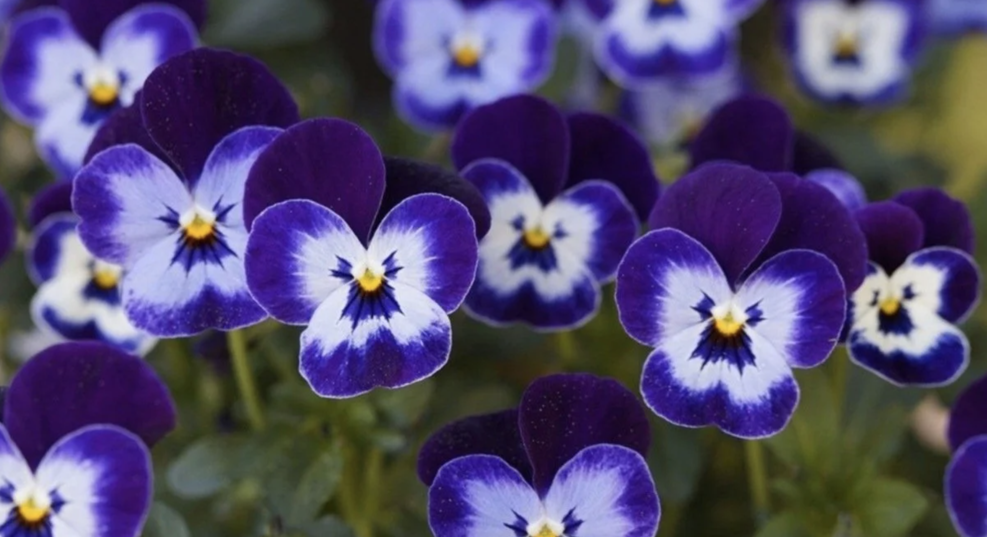 Menekşe bakımı: bol çiçekli menekşeler