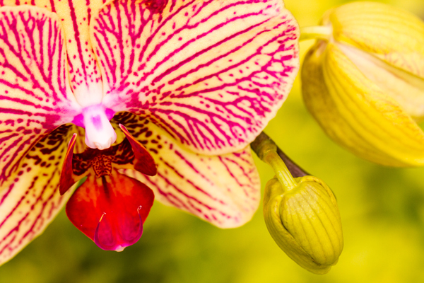 Orkide Bakımı: Sağlıklı ve Bol Çiçekli Orkideler İçin İpuçları